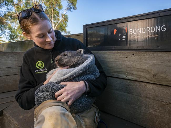 Emily Garvey Primary Care Manager from Bonorong Wildlife Park with Bessie the baby wombat. Picture: Caroline Tan