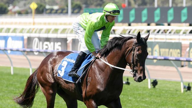 Racenet experts Brad Waters and Gilbert Gardiner both have Amenable on top in their Stradbroke selections. Picture: George Sal / Racing Photos