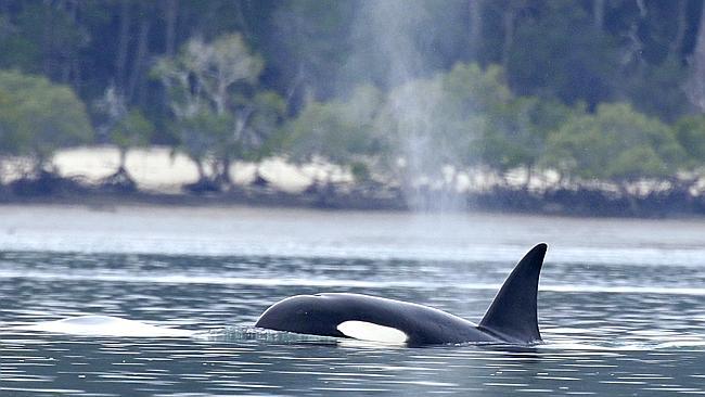 Killer whales spotted in bay