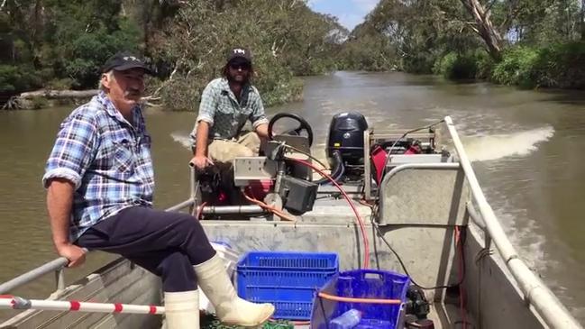 Fishers' carp virus concerns 