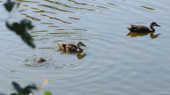 Black Swan Lake slowly being filled in by workmen at Bundall. Picture Glenn Hampson