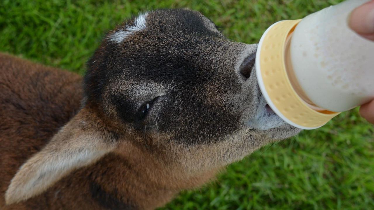 From the Ground Up Wellbeing Farm owner Kamala Paech has started offering animal and nature supported therapy programs for people living with disabilities and mental health.