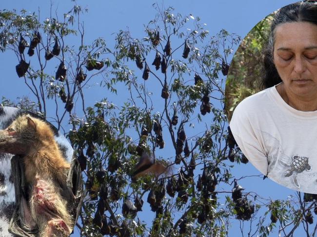 Parents and teachers of a Burnett child care centre and primary school are not happy a massive bat colony has taken up residence across the road, as tensions run high between some locals and wildlife carers.