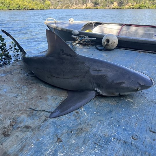 A bull shark caught at Burrum River in Queensland.