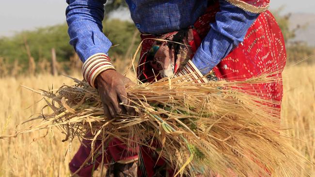 An Indian farmer harvests wheat crop in the outskirts of Ajmer in the Indian state of Rajasthan. Picture: AFP