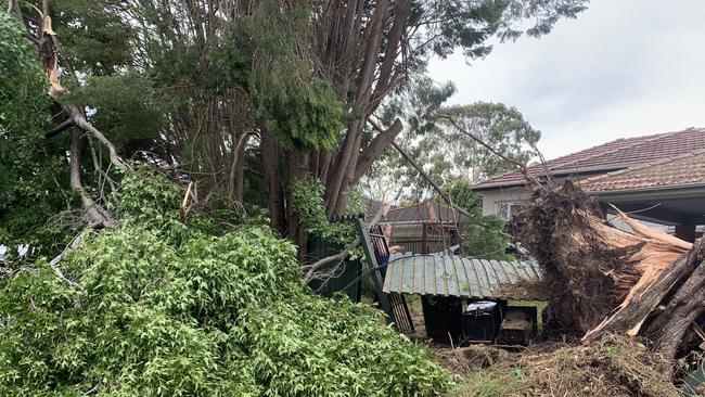 A tree fell on power lines during a storm at Forestville yesterday afternoon. Picture: Dean Ritchie