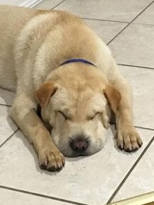 Gold Coast's cutest dogs: Bear. Submitted by Leanne David Brian.