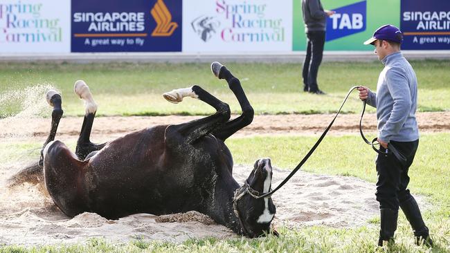 Yucatan rolls in the sand during a Werribee trackwork session. Picture: Getty Images