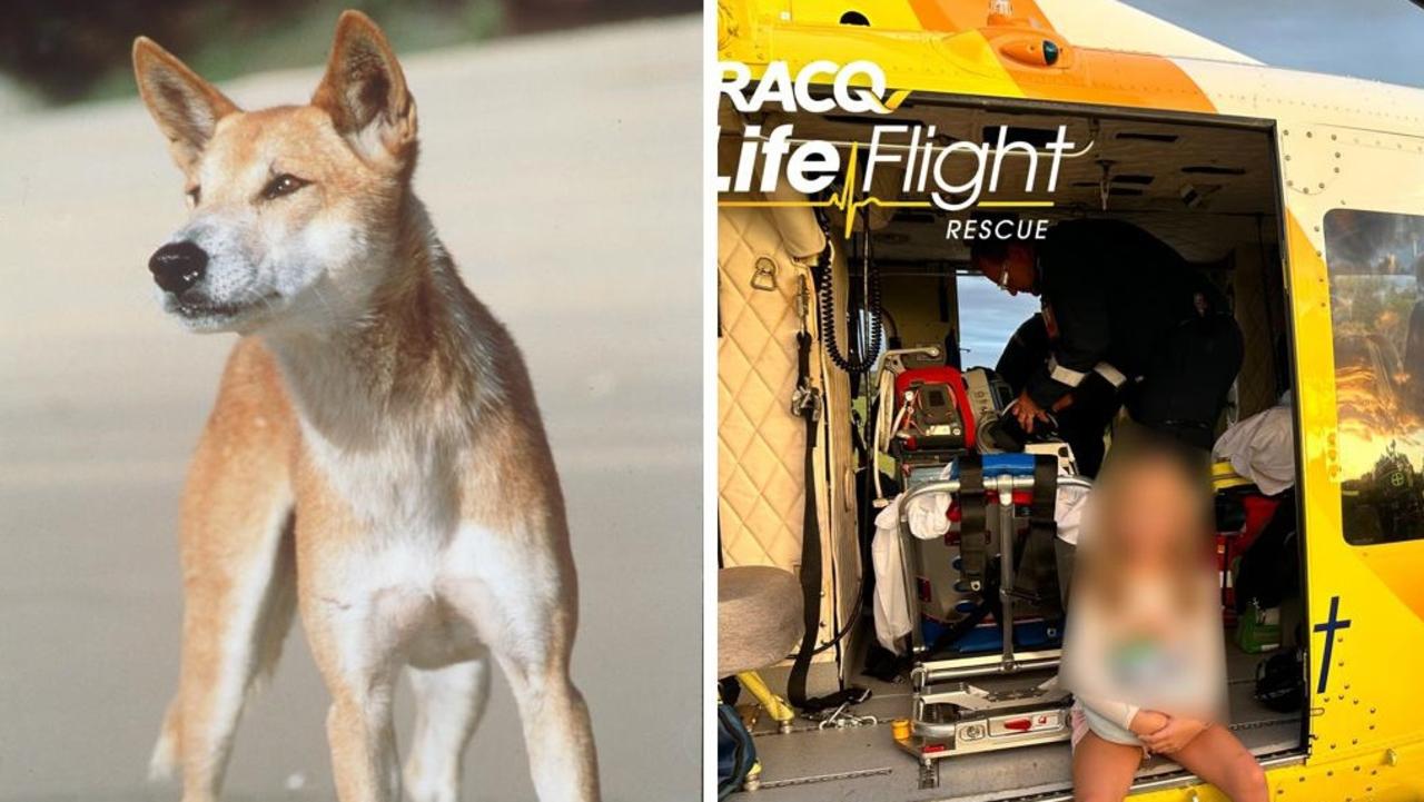 Dingo That Attacked Young Girl 'Held Her Underwater