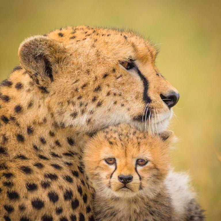 This attention-seeking little cheetah cub nestles his head beneath his mother’s chin pestering for affection. The female, who is busy guarding her cubs from prey, ignores the three-month-old youngster. Refusing to give up, the tiny troublemaker jumps onto her back and clings on tight with both paws. Iris Braun followed this family of cheetahs through Masai Mara National Reserve, Kenya, for five days to capture these images. Picture: Iris Braun/Solent News