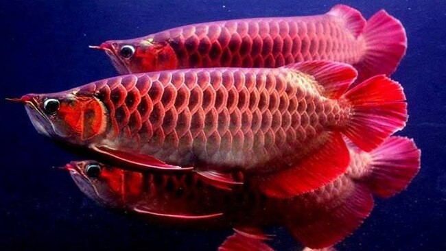 A fully red Asian Arowana fish, which is worth $300,000 in China.