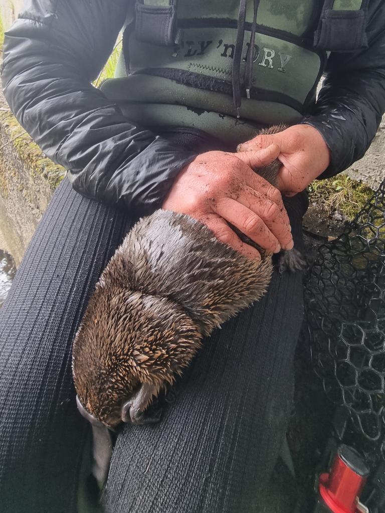 Hobart Rivulet Platypus and Platypus Guardian documentary maker Pete Walsh rescued a female platypus entangled in rubbish. Photo: Supplied/Pete Walsh