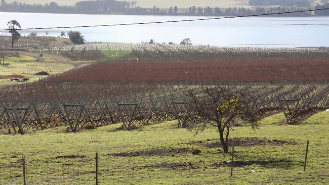 Riversdale Estate Vineyard, which will soon open The French Bistro.