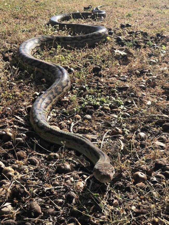 One of Jamie Chapel’s catches. Picture: Snake Takeaway and Chapel Pest Control