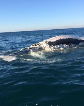 sharks maul on whale carcass at Angourie NSW