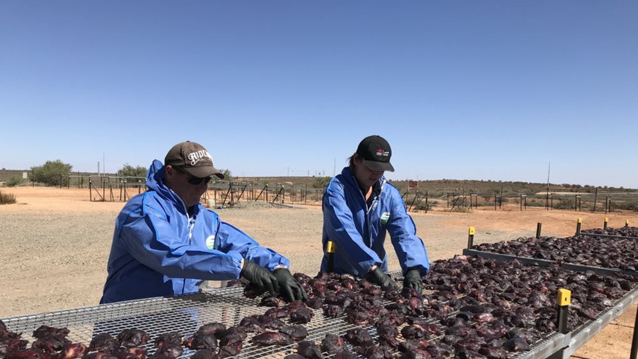 Biosecurity officers drying meat baits for the Autumn baiting program in Broken Hill last year. Picture: NSW Government, Local Land Services, Western Region