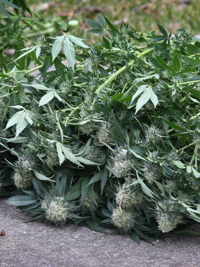 Almost 200 cannabis plants were found on an Oakleigh property. Picture: David Caird