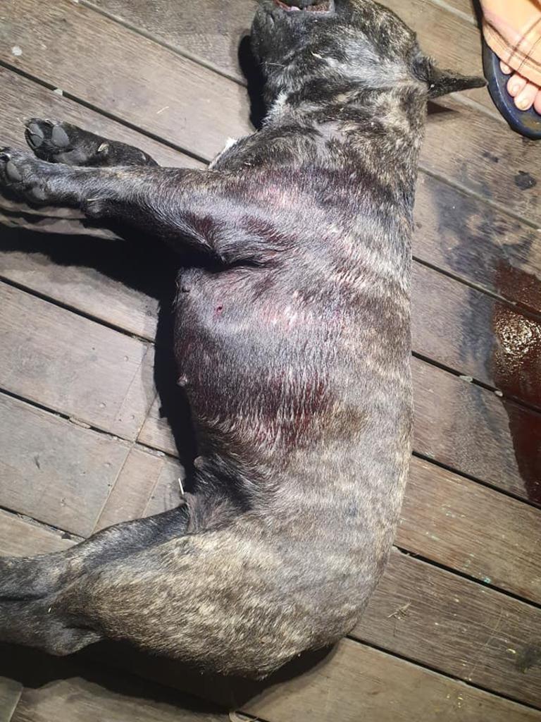 Lady bled to death. Her owner Demi Brockhurst shared this heartbreaking image of her body.