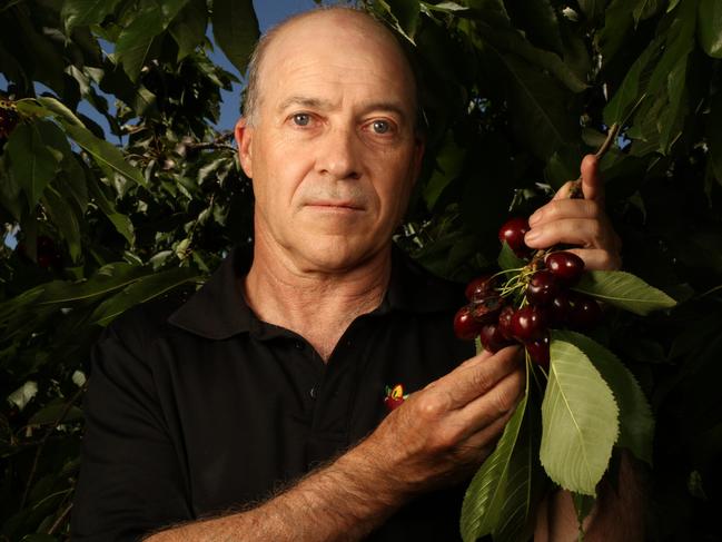 ADELAIDE, AUSTRALIA - Advertiser Photos DECEMBER 15, 2023: Brenton Green a cherry grower in one of his Lenswood cherry orchards showing damaged fruit from caused by the recent heavy rain. Picture: Emma Brasier