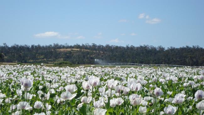 A poppy crop in Tasmania.