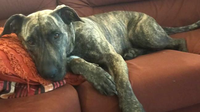 Lexi the bull arab Great Dane is now two-years-old, weights 40kg and takes up Ray Minett's entire couch but he wouldn't have it any other way.