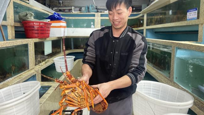 A worker at a lobster wholesale shop in Beijing, handling a fresh lobster that arrived from Australia. Picture: Will Glasgow