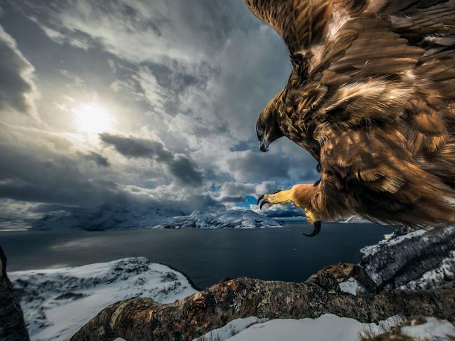 Land of the Eagle, which captures a magnificent eagle landing in Northern Norway, was the 2019 winner of the Behaviour: Birds category. Picture: Audun Rikardsen/ Wildlife Photographer of the Year