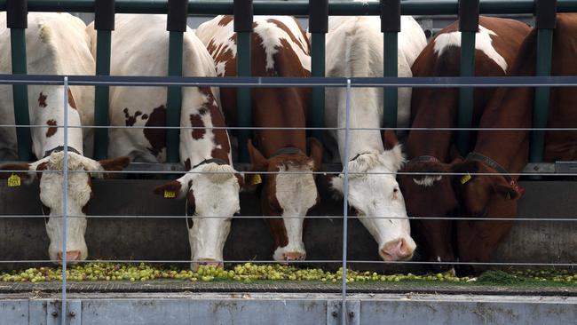 The cows live on the top floor of the floating farm. Picture: John THYS/AFP