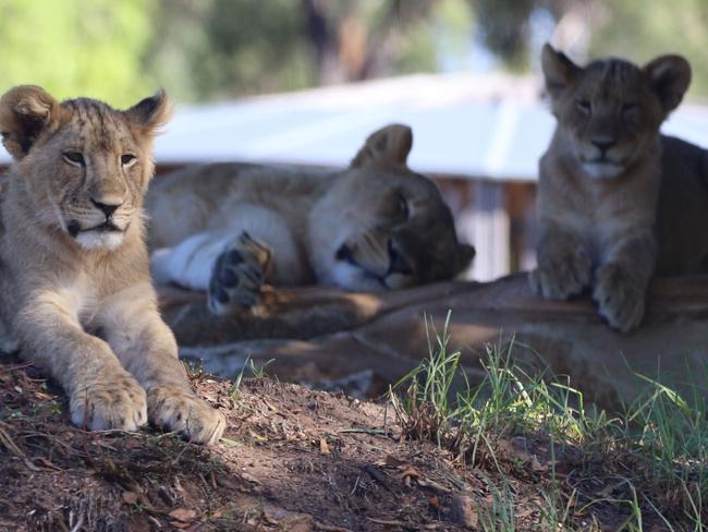 Lion cubs getting introduced into the larger exhibit. Photo: Taronga Western Plains Zoo