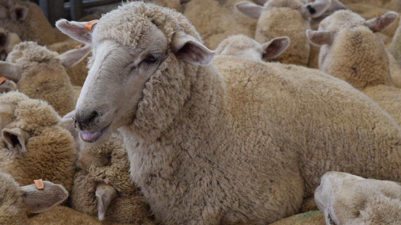 Annual first cross ewe sale Ballarat.