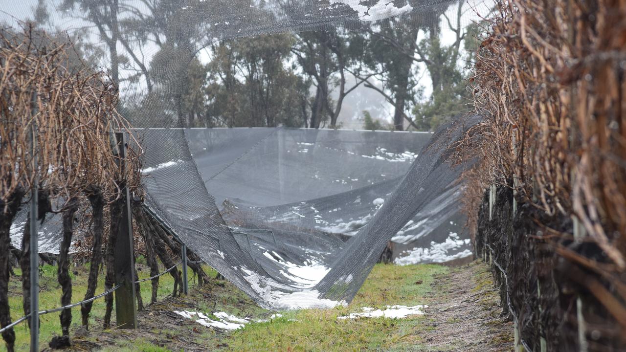 The hail nets at Robert Channon Wines came crashing down on to the Vineyard during the snow on July 17, 2015. Photo: Alex Nolan / Stanthorpe Border Post