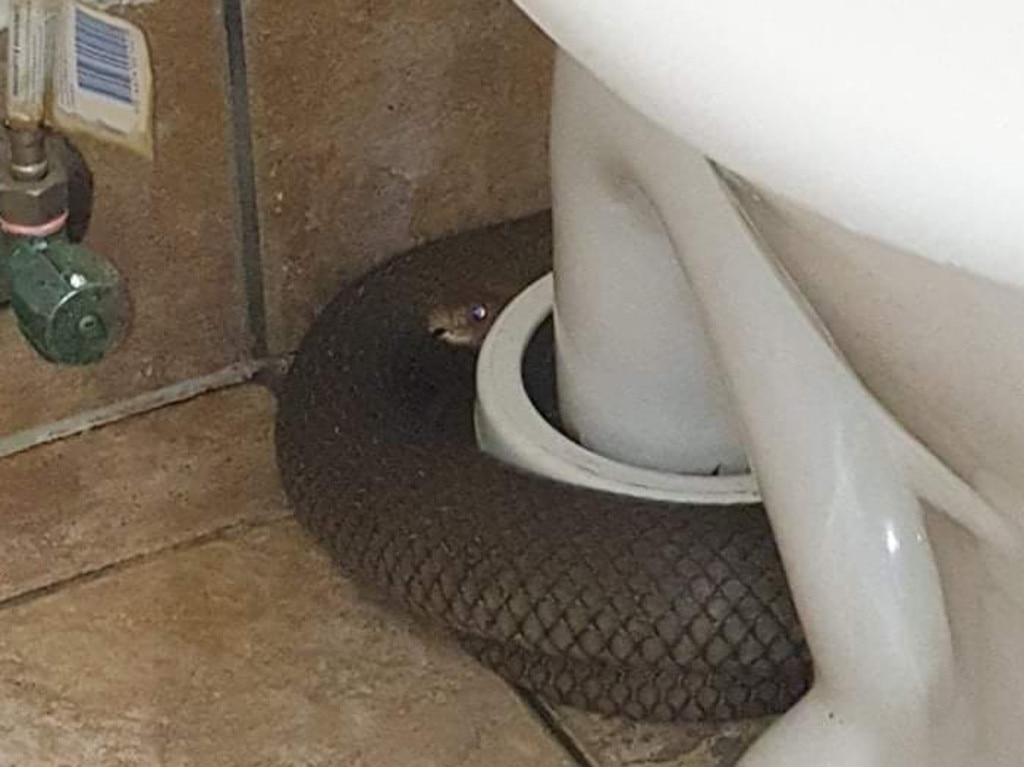 A Sunshine Coast worker made a frightening discovery after they sat on the toilet at work and heard a hissing sound. Picture: Supplied via Sunshine Coast Snake Catchers 24/7 Facebook