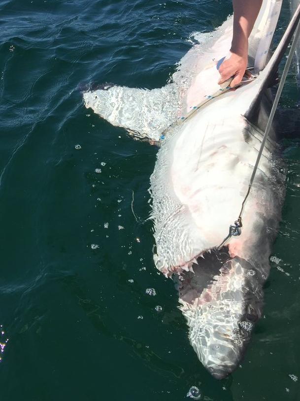 A shark tagged off Sharpes Beach on October 2. Picture: Supplied