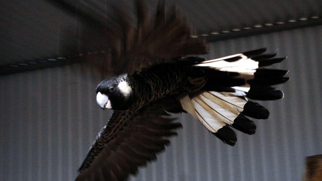 A black and white cockatoo similar to those at Flagstaff Hill. Picture: Natalie Slade.