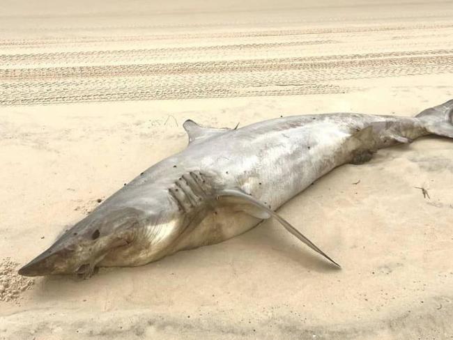 An endangered mako shark washed up on K'gari.