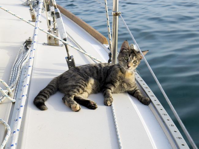 Georgie the cat lounges around on the boat.