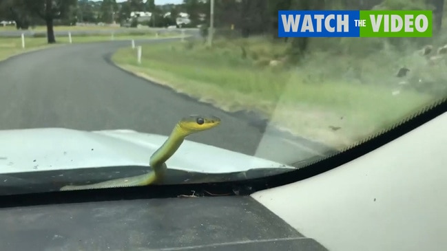 Snakes On Windscreens Scare Drivers | VIDEO