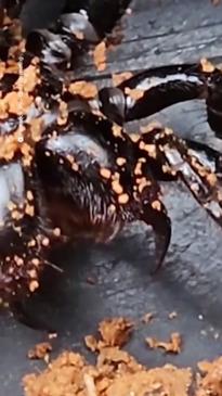 Gold prospector accidentally digs up deadly spider