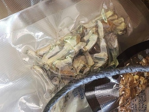 More magic mushrooms found by police. Picture: NSW Police