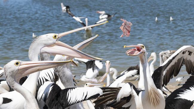 Feeding time for pelicans at Charis Seafood, Labrador.