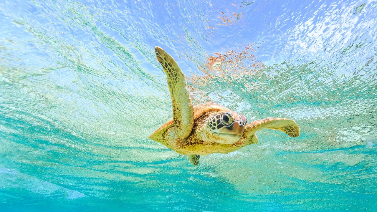 The Great Barrier Reef is made up of over 900 coral-fringed islands. This complex ecosystem is home to a number of plant and animal species, including sea turtles, 1500 species of tropical fish, manta rays, reef sharks and incredible coral. Picture: Matt Munro/Lonely Planet