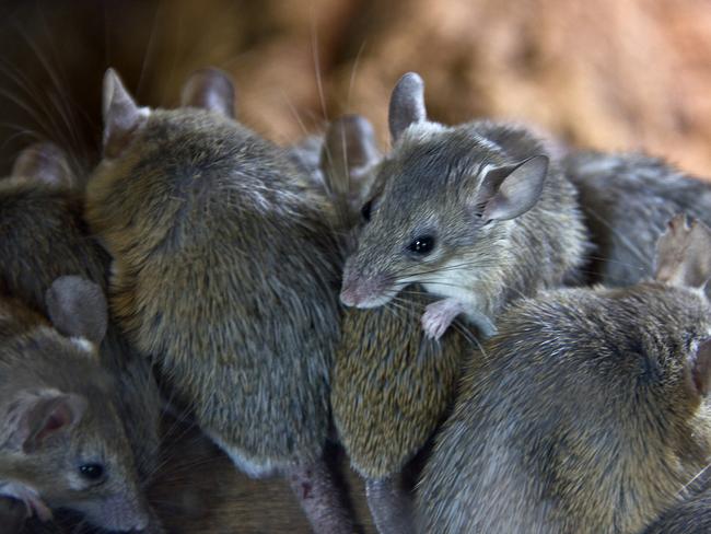 SMARTdaily, Pets. Mouse plague generic. Picture: iStock