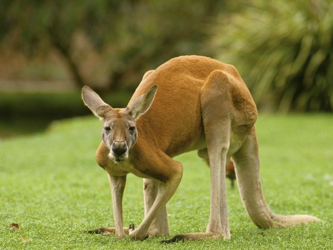 Yes, some Australians enjoy kangaroo meat.