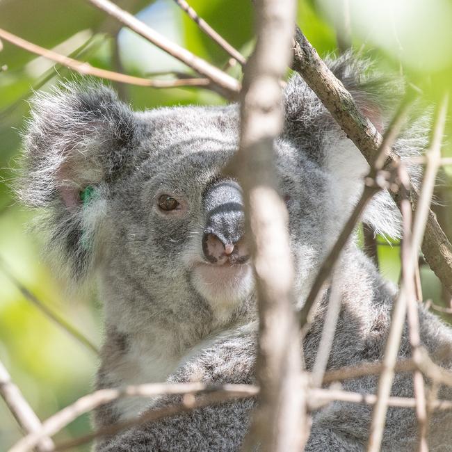 Eight-year-old koala Andrea is believed to have been struck by a car last week. Picture: Vikki Siliato