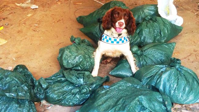 Drug Detection Dog Hayley has officially retired from the NSW Police Force, but was based in Coffs Harbour and travelled across the state participating in various special operations.