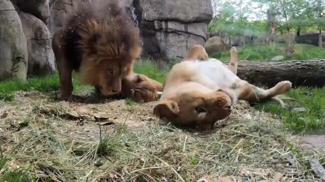African Lion Family Snuggle in the Freshly Scented Bedding | Daily Telegraph