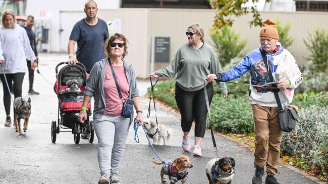 Million Paws Walk at Adelaide Botanic Gardens. Picture: Brenton Edwards