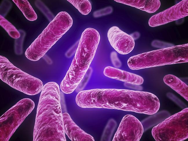 The legionella bacteria. Picture: UQ Institute for Molecular Bioscience