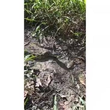 Get up close and personal with Coast’s venomous snakes | Townsville ...