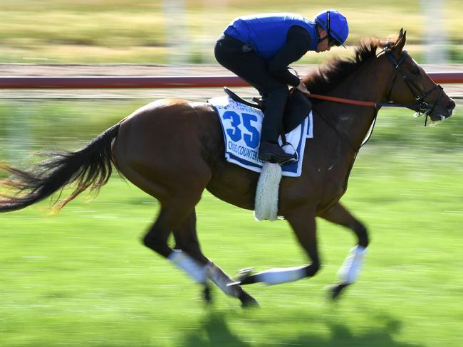 Cross Counter is a decent bet to go back-to-back in the Melbourne Cup